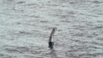 Wordt het mysterie eindelijk opgehelderd? Grootschalige zoektocht naar monster van Loch Ness op til