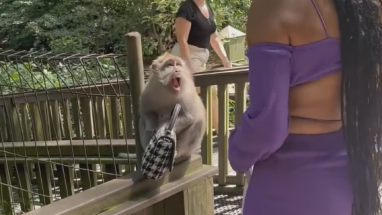 Aap graait handtas van vrouw weg, maar die laat zich niet zomaar doen (video)