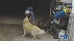Dief steelt fiets, maar wordt dan afgeleid door wel héél hartelijke gezinshond (video)