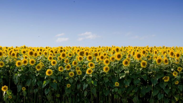 Zonnebloemboerderij smeekt na incidenten: «Hou alsjeblieft jullie kleren aan»