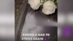 WTF. Man filmt hoe hij graven van overleden schoolgenoten vernielt en post video op Instagram (video)