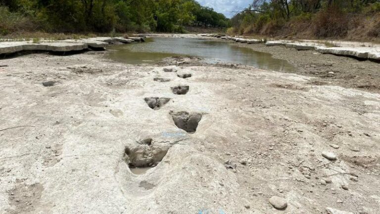 WOW. Droogte legt 113 miljoen jaar oude afdrukken van dinosaurussen bloot in Texas (video)