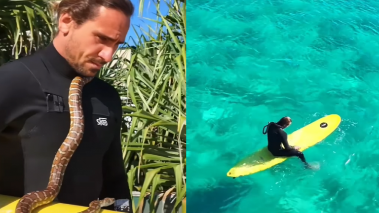 Man uit Australië krijgt boete nadat hij gaat surfen met python (video)