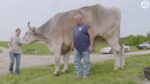 WOW. Reusachtige Amerikaanse stier heeft wereldrecord beet (video)