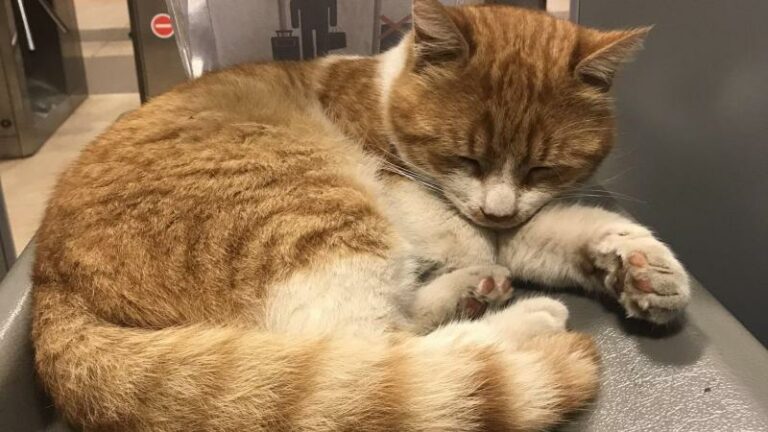 CUTE. ‘Metro-katten’ in Istanbul vertederen het internet: «Ze maken hier deel uit van het leven» (video)