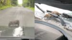 Rat beleeft onvergetelijke roadtrip van Brooklyn naar Upstate New York: «Ik had mijn auto meteen verkocht» (video)