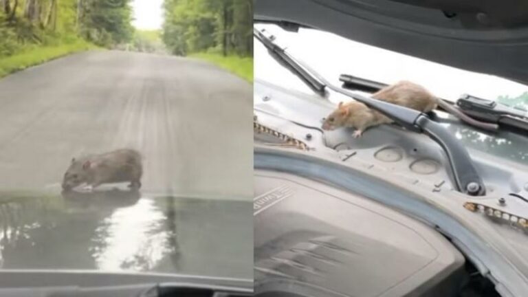 Rat beleeft onvergetelijke roadtrip van Brooklyn naar Upstate New York: «Ik had mijn auto meteen verkocht» (video)
