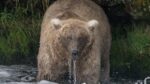 Deze beer is officieel de dikste van Alaska: “Ze is taai, veerkrachtig en sterk”