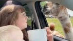 Moeder en kind willen lama voederen in safaripark, maar dan gebeurt dit: “Zo gemeen!” (video)