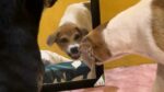 HILARISCH! Hond ziet zichzelf in spiegel en is daar niet blij mee (video)