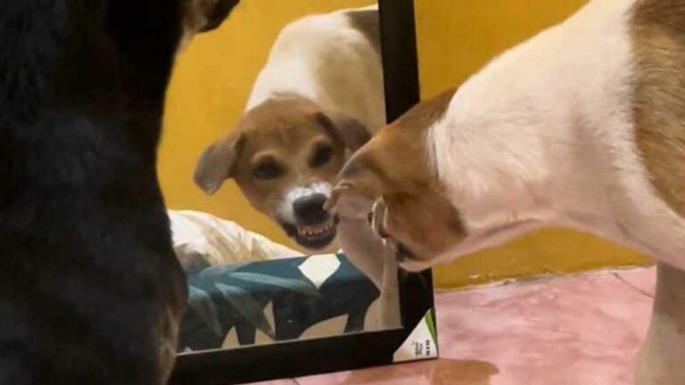 HILARISCH! Hond ziet zichzelf in spiegel en is daar niet blij mee (video)