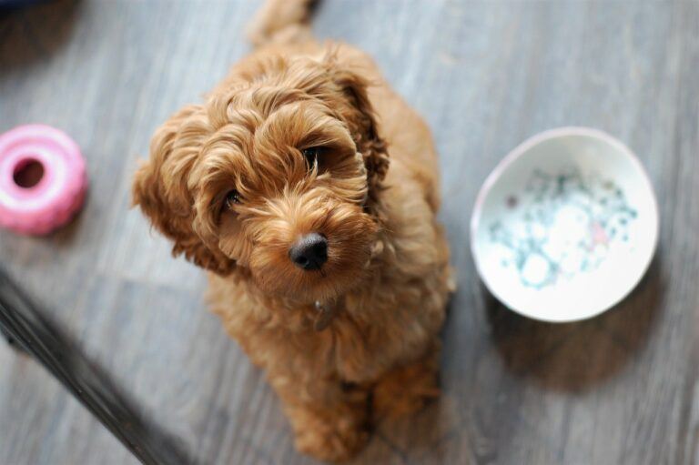 Tips om je hond zindelijk te maken