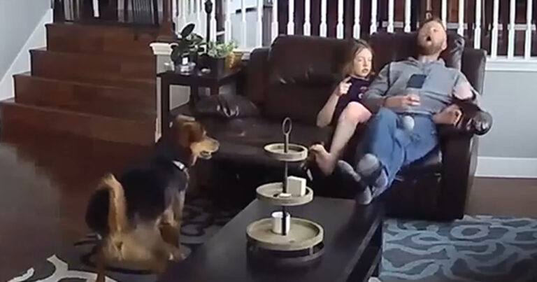 AUCH! Baasje krijgt speelbal van hond op plek waar je hem niet wil krijgen (video)