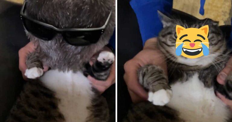 Baasje geeft norse kat een kus, maar diens gelaatsuitdrukking spreekt boekdelen: “Zijn ogen!” (video)