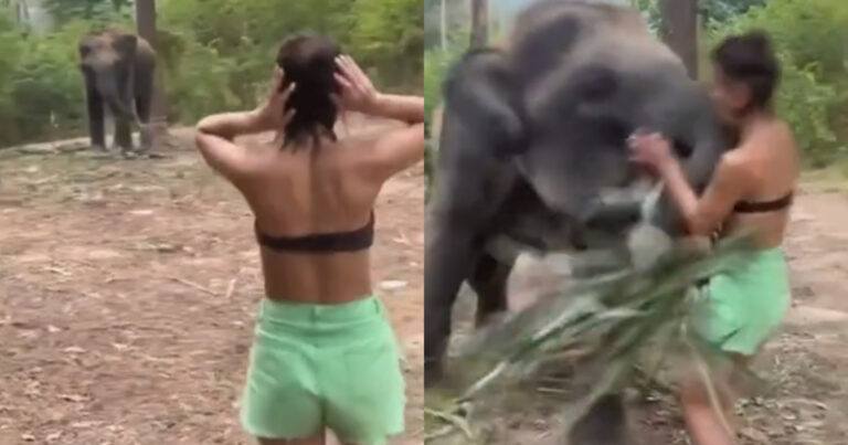 Toeriste komt iets te dicht bij olifant. Resultaat? Tegen de vlakte! (video)