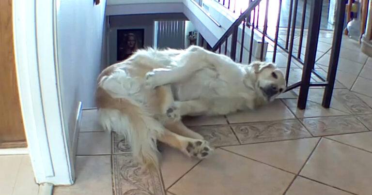 OH NEE! Hond strekt zich uit aan rand van trap, maar dan… (video)