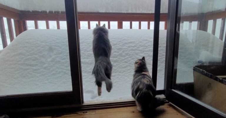 Kat waagt zich aan sprong op bergje sneeuw, maar beseft meteen dat dat geen goed idee was… (video)