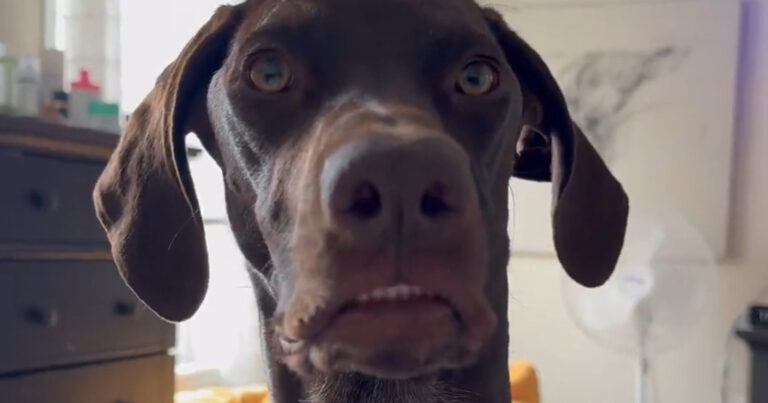 Geeuwende hond verbaast kijkers: “Langste tong die ik ooit gezien heb!” (video)
