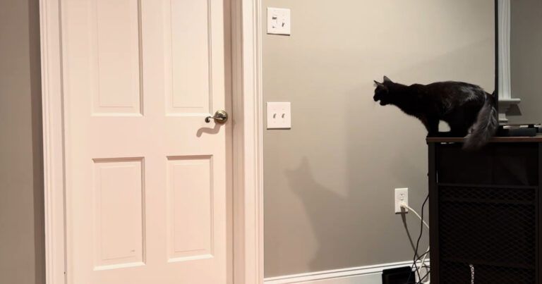 Kat heeft straffe move in huis om deur te openen: “Slimmer dan sommige mensen!” (video)