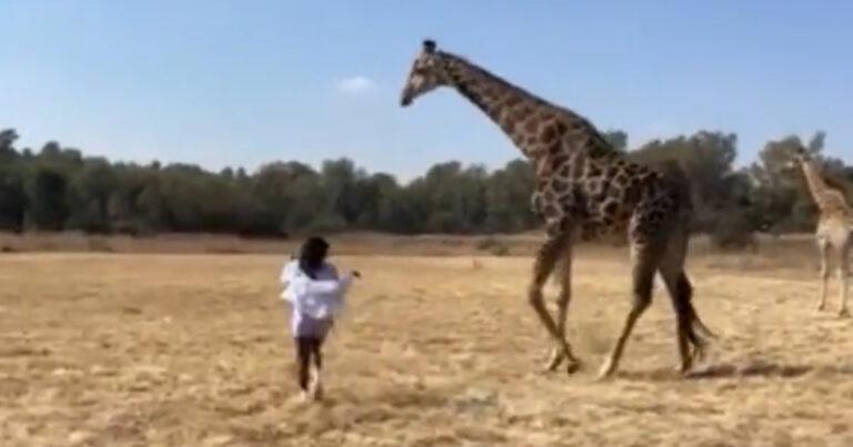 Vrouw komt gevaarlijk dicht bij giraf en heeft dat geweten: “Je hebt nog geluk gehad!” (video)