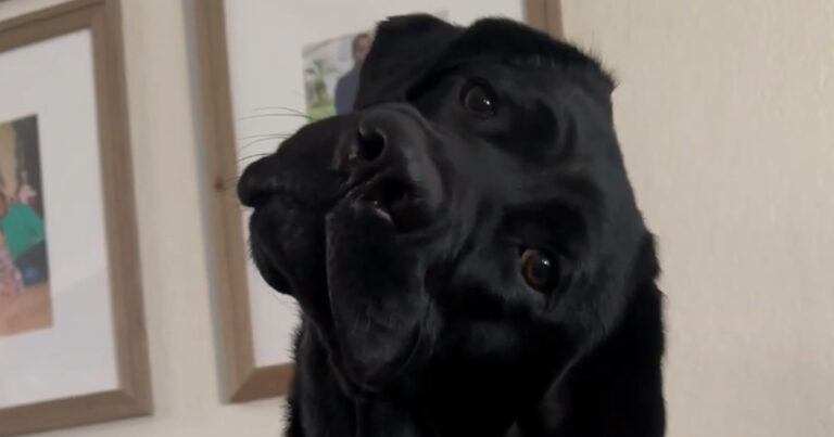 Baasje vraagt hond om te gaan wandelen. Haar reactie?: “Onvoorstelbaar schattig!” (video)