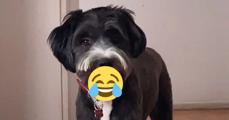 Hond steelt vals gebit van oma. Het resultaat is té grappig! (video)