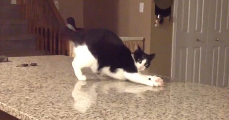 Kat merkt dat ze gefilmd wordt en gedraagt zich plots wel héél vreemd: “Daarom hou ik van katten” (video)