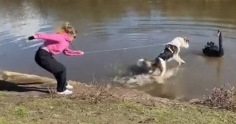 Vrouw heeft hond netjes aan de leiband, maar dan ziet hij een zwaan in het water… (video)