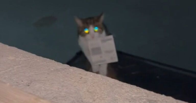 Kat steelt krasbiljet bij buren en brengt het naar baasje. En dan blijkt het een winnend lotje te zijn! (video)