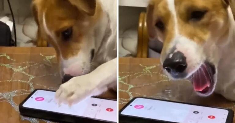 Hond praat met baasje aan telefoon: “Wat een bijzonder moment!” (video)