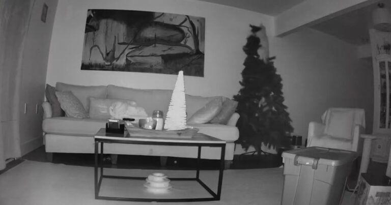Kat springt in kerstboom en klampt zich vast. Maar dan… (video)