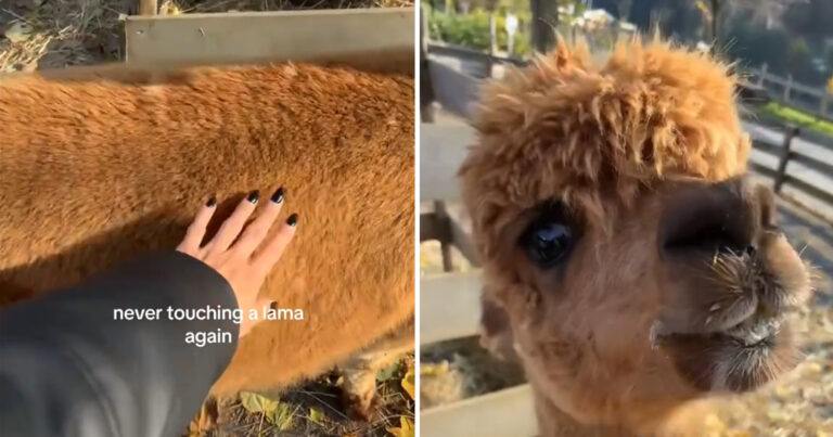 Vrouw aait alpaca, maar dat had ze beter niet gedaan: “Ik schrok zo hard!” (video)