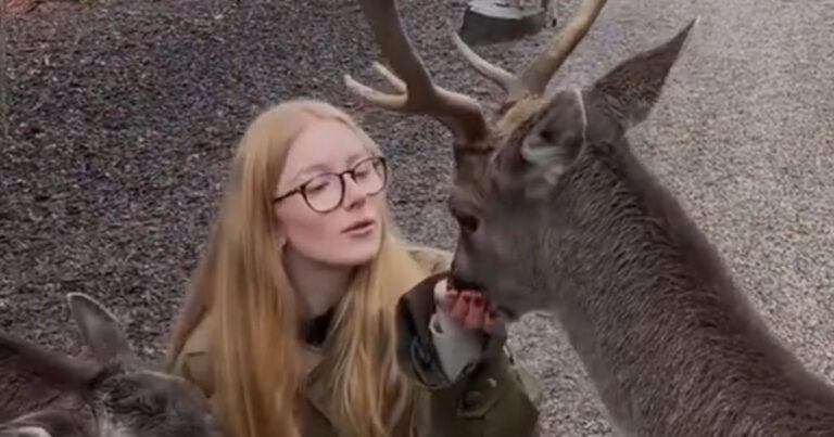 Vrouw wil hert eten geven, maar ze krijgt stank voor dank… (video)