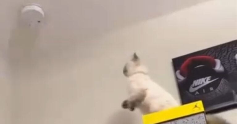 Kat is gefascineerd door plafondventilator en springt, maar helaas… (video)