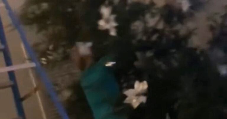 Extreem grote kerstboom in huis halen was geen goed idee… (video)