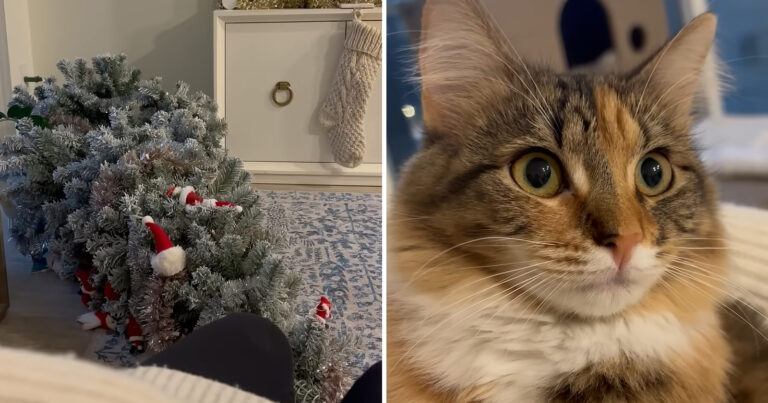 HILARISCH: Kat speelt vermoorde onschuld wanneer kerstboom op grond ligt (video)
