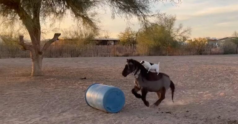 Geestig filmpje van de dag: hond rijdt op minipaard (video)