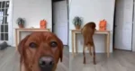 Hond wil stiekem zijn slag slaan, maar kat grijpt meesterlijk in! (video)