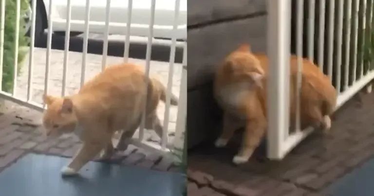 WOOPS: Stuntelige kat is wel héél boos op dit poortje (video)