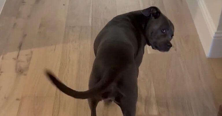 Hond maakt op hilarische wijze duidelijk dat ze honger heeft: “Zo slim!” (video)