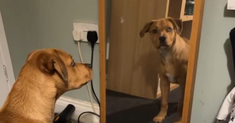 Hond schrikt van zijn eigen spiegelbeeld: “Zo grappig!” (video)