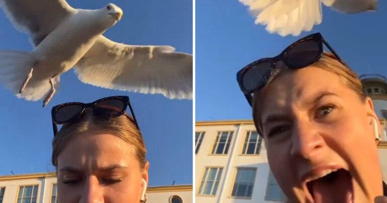 Dame eet rustig op het strand, maar ze is niet de enige die honger heeft… (video)