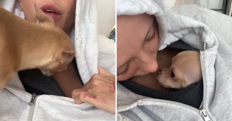 Chihuahua slaapt het liefst in het T-shirt van zijn baasje: “Zo schattig!” (video)