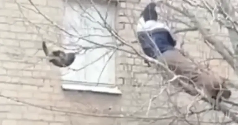 Man wil kat uit boom redden. Maar dat gaat FOUT! (video)