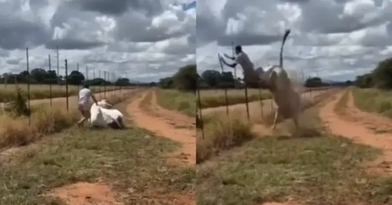 KARMA: Man springt op nietsvermoedende koe. Dat was een DOM plan! (fails)