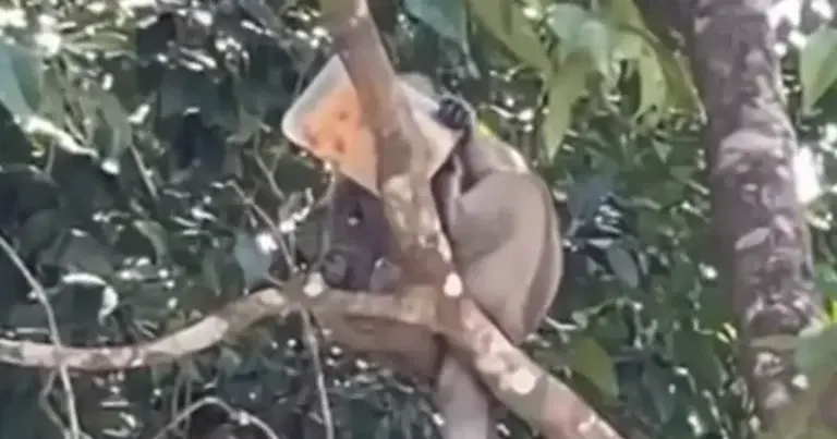 WOOPS: Stout aapje steelt eten van man: “Dit ga je niet geloven!” (video)