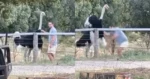 Man ontdekt dat een struisvogel knuffelen GEEN goed idee is (fails)