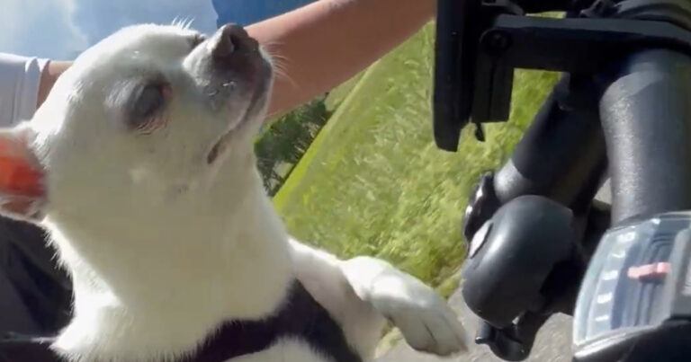 SCHATTIG! Chihuahua ‘helpt’ baasje met fietsen (video)