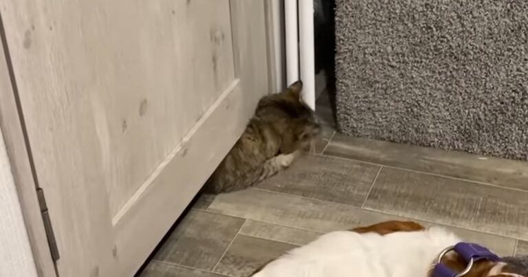 WOW! Lenige kat wurmt zich onder deur: “Hoe kan dit?!” (video)