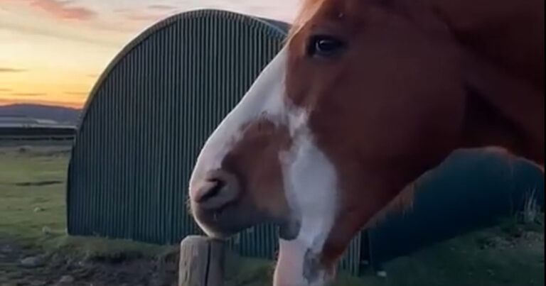HILARISCH! Voorbijganger laat paard ‘praten’ (video)